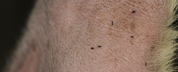 jak-vypada-blecha-u-psa-detail-parazita-v-srsti